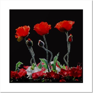 Remembrance poppies Posters and Art